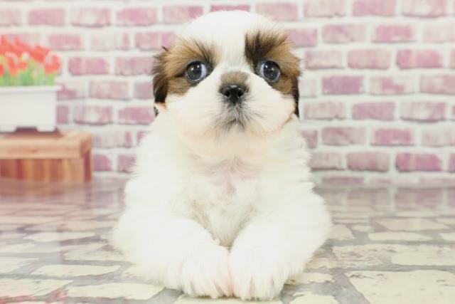 福井県のシーズー (Coo&RIKU福井店/2024年2月10日生まれ/男の子/ホワイトゴールド)の子犬