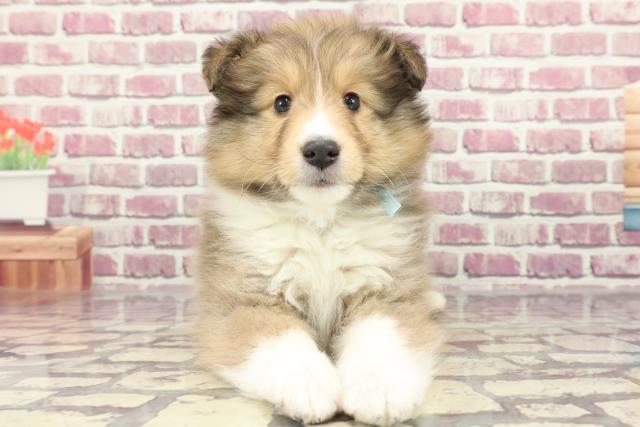 福井県のシェットランドシープドッグ (Coo&RIKU福井店/2024年2月8日生まれ/男の子/セーブルホワイト)の子犬