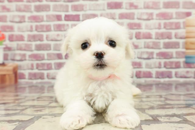 北海道のマルチーズ (Coo&RIKU函館店/2024年2月11日生まれ/女の子/ホワイト)の子犬