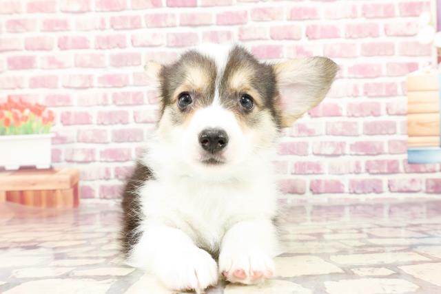 北海道のウェルシュコーギーペンブローク (Coo&RIKU北見店/2024年2月9日生まれ/男の子/ブラックタンホワイト)の子犬
