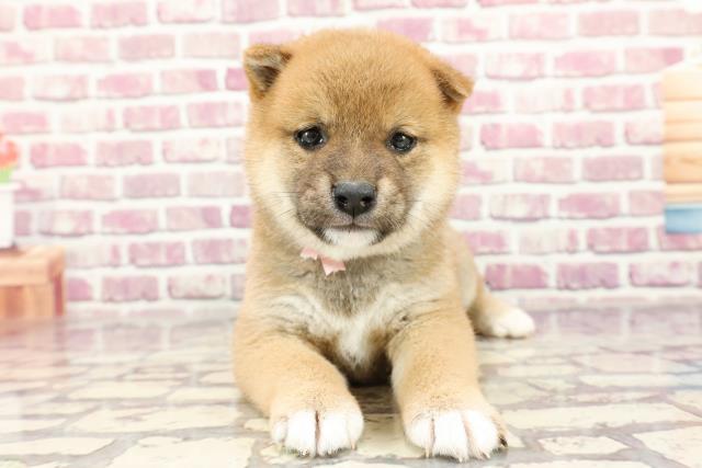 北海道の柴犬(標準サイズ) (Coo&RIKU函館店/2024年2月10日生まれ/女の子/赤)の子犬