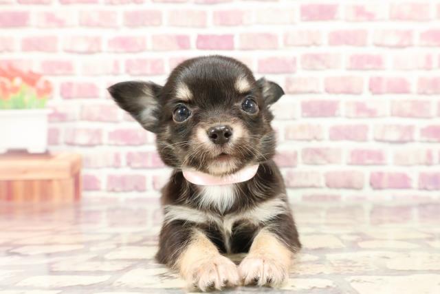 千葉県のチワワ(ロング) (Coo&RIKUフレスポ稲毛店/2024年2月10日生まれ/女の子/ブラックタンホワイト)の子犬