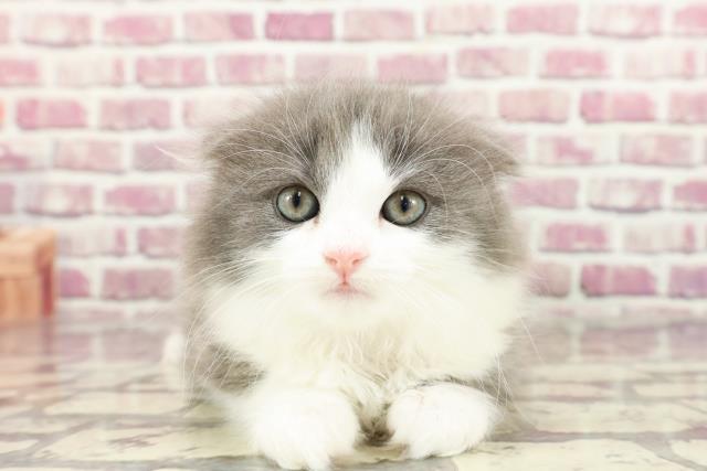 東京都のスコティッシュフォールド (Coo&RIKU下北沢店/2024年2月9日生まれ/女の子/ブルーホワイト)の子猫