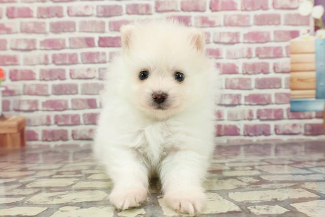 北海道のポメラニアン (Coo&RIKU釧路店/2024年2月10日生まれ/男の子/クリーム)の子犬