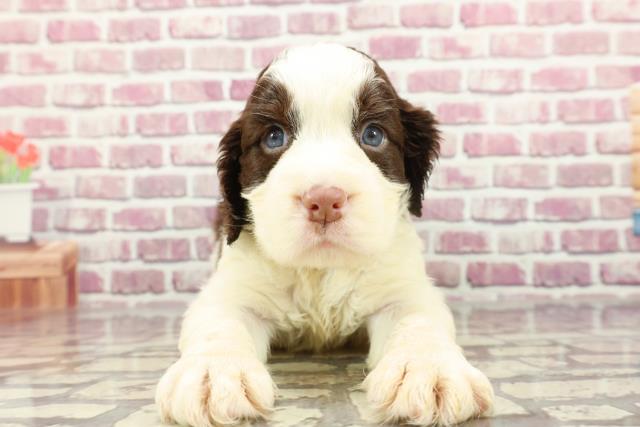 群馬県のイングリッシュスプリンガースパニエル (Coo&RIKU伊勢崎店/2024年2月8日生まれ/男の子/レバーホワイト)の子犬