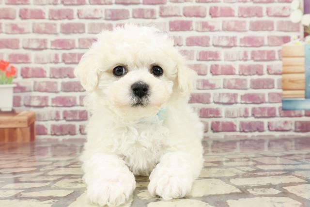 神奈川県のビションフリーゼ (Coo&RIKU相模原店/2024年2月8日生まれ/男の子/ホワイト)の子犬
