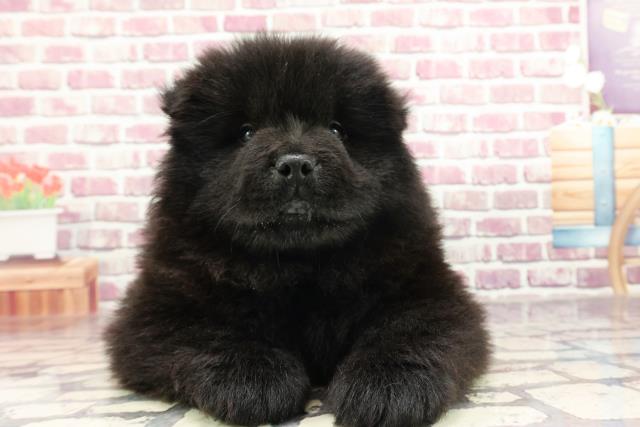 北海道のチャウチャウ (Coo&RIKU札幌東店/2024年2月10日生まれ/男の子/ブラック)の子犬