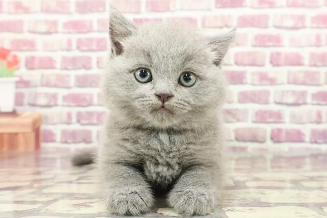 神奈川県のブリティッシュショートヘアー (Coo&RIKU横浜青葉店/2024年2月11日生まれ/男の子/ブルー)の子猫