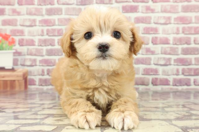埼玉県のマルプー(マルチーズ×プードル) (Coo&RIKU春日部店/2024年2月8日生まれ/女の子/アプリコットホワイト)の子犬
