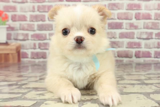 東京都のチワワ(ロング) (Coo&RIKU吉祥寺店/2024年2月5日生まれ/男の子/クリームホワイト)の子犬