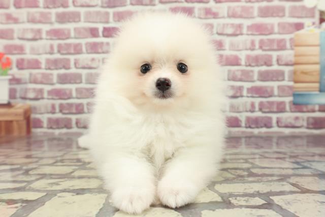 北海道のポメラニアン (Coo&RIKU函館店/2024年2月10日生まれ/男の子/ホワイト)の子犬