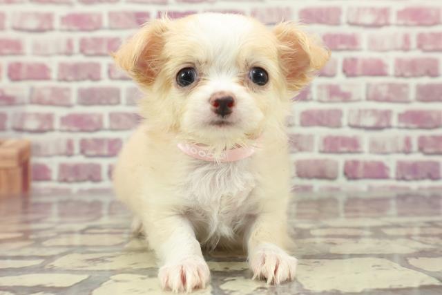 東京都のチワワ(ロング) (Coo&RIKU立川店/2024年2月9日生まれ/女の子/クリームホワイト)の子犬