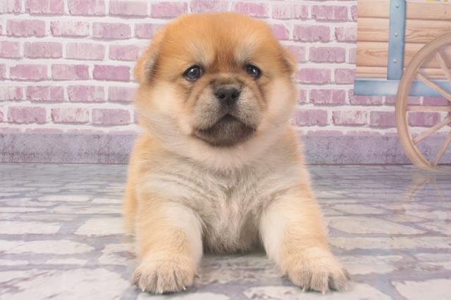 群馬県のハーフ犬 (Coo&RIKU伊勢崎店/2024年2月8日生まれ/女の子/赤)の子犬