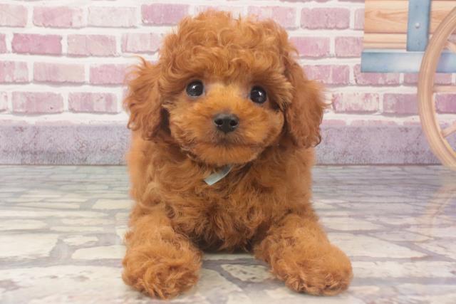 和歌山県のトイプードル(トイ) (Coo&RIKU和歌山店/2024年2月7日生まれ/男の子/レッド)の子犬