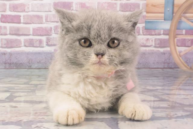 兵庫県のセルカークレックス (Coo&RIKU伊丹店/2024年2月8日生まれ/女の子/ブルーホワイト)の子猫