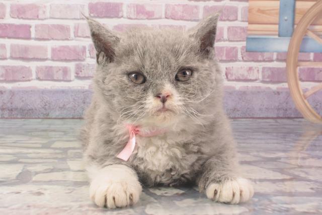 大阪府のセルカークレックス (Coo&RIKU茶屋町店/2024年2月8日生まれ/女の子/ブルーホワイト)の子猫