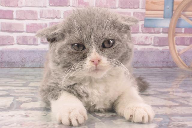 兵庫県のセルカークレックス (Coo&RIKU神戸三宮店/2024年2月8日生まれ/男の子/ブルーホワイト)の子猫