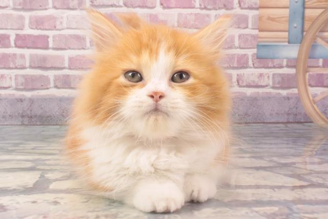 大阪府のミヌエット (Coo&RIKU茶屋町店/2024年2月11日生まれ/女の子/レッドタビーホワイト)の子猫