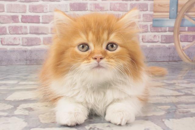 大阪府のミヌエット (Coo&RIKU城東古市店/2024年2月11日生まれ/男の子/レッドタビーホワイト)の子猫