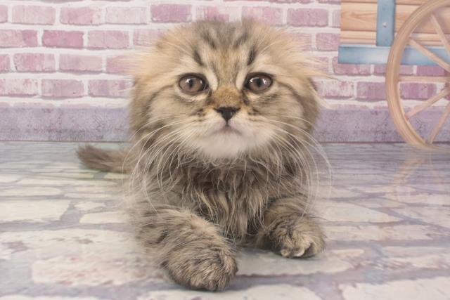 兵庫県のスコティッシュフォールド (Coo&RIKU明石店/2024年2月10日生まれ/女の子/ブラウンタビー)の子猫