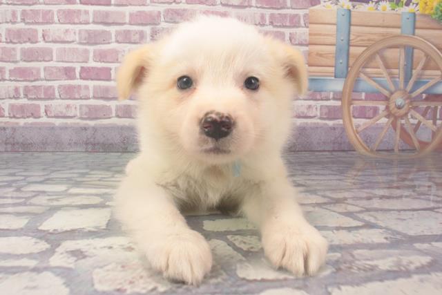 滋賀県のボーダーコリー (Coo&RIKUアヤハディオ水口店/2024年2月9日生まれ/男の子/レッドホワイト)の子犬