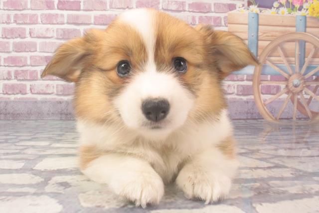 兵庫県のウェルシュコーギーペンブローク (Coo&RIKU伊丹店/2024年2月8日生まれ/女の子/セーブルホワイト)の子犬