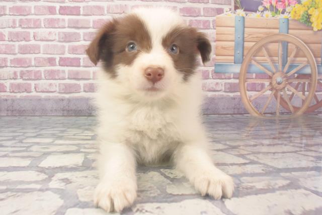 長野県のボーダーコリー (Coo&RIKU綿半中野店/2024年2月11日生まれ/男の子/チョコレートホワイト)の子犬