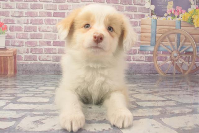 熊本県のボーダーコリー (Coo&RIKUカリーノ玉名店/2024年2月11日生まれ/男の子/レッドホワイト)の子犬