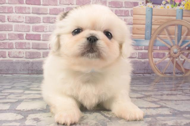 兵庫県のペキニーズ (Coo&RIKU伊丹店/2024年2月9日生まれ/男の子/ホワイトグレー)の子犬