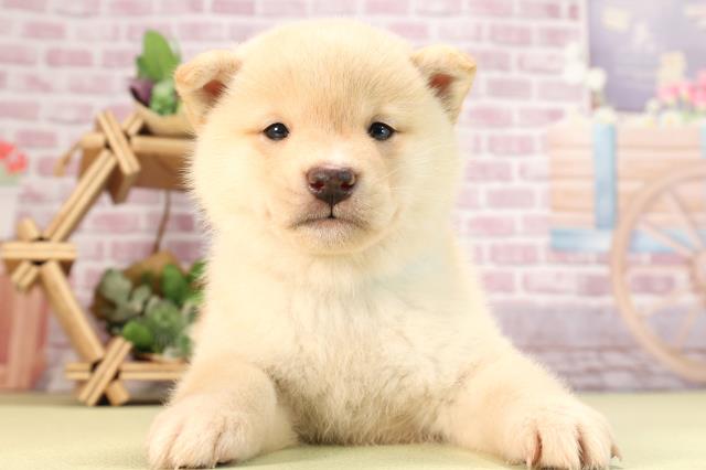 三重県の柴犬(標準サイズ) (Coo&RIKU四日市店/2024年2月11日生まれ/男の子/白)の子犬
