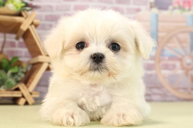 愛知県のマルチーズ (Coo&RIKU瀬港線守山店/2024年2月11日生まれ/女の子/ホワイト)の子犬