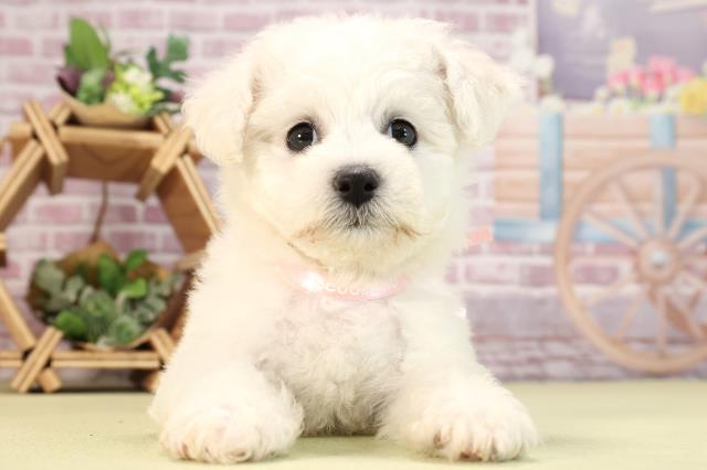 愛知県のビションフリーゼ (Coo&RIKU東海一宮店/2024年2月8日生まれ/女の子/ホワイト)の子犬