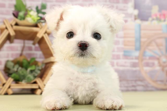 滋賀県のビションフリーゼ (Coo&RIKU長浜店/2024年2月8日生まれ/男の子/ホワイト)の子犬