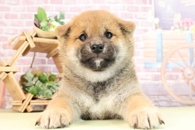愛知県の柴犬(標準サイズ) (Coo&RIKU名古屋みなと店/2024年2月11日生まれ/男の子/赤)の子犬