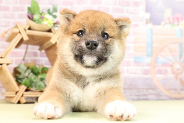 愛知県の柴犬(標準サイズ) (Coo&RIKU豊田店/2024年2月11日生まれ/女の子/赤)の子犬