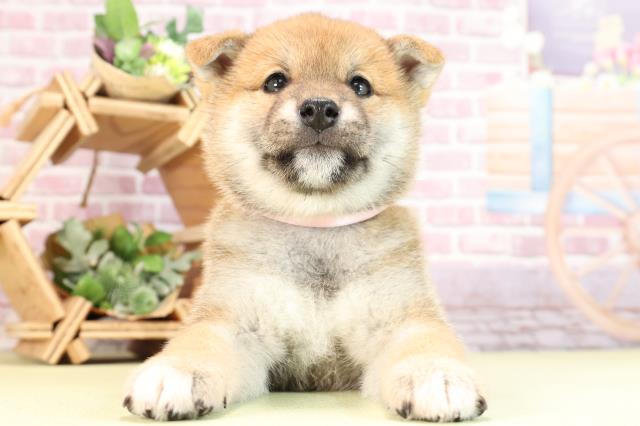 静岡県の柴犬(標準サイズ) (Coo&RIKU浜松店/2024年2月11日生まれ/女の子/赤)の子犬