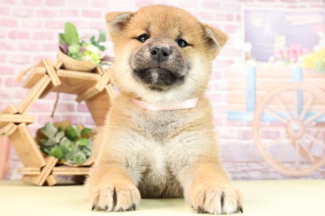 静岡県の柴犬(標準サイズ) (Coo&RIKU沼津店/2024年2月11日生まれ/女の子/赤)の子犬