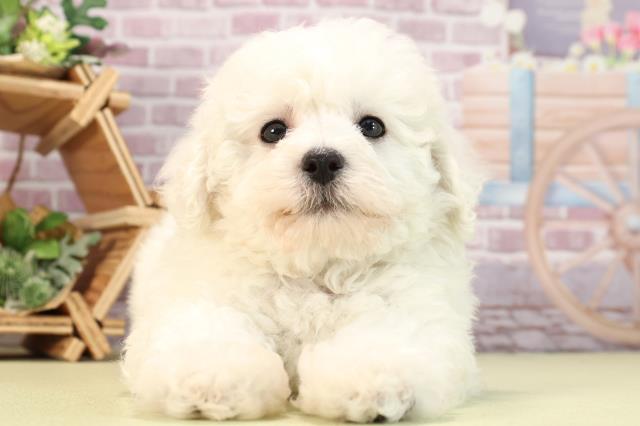 神奈川県のビションフリーゼ (Coo&RIKU秦野店/2024年2月10日生まれ/女の子/ホワイト)の子犬