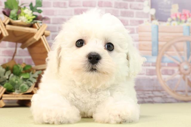 愛知県のビションフリーゼ (Coo&RIKU名古屋中川店/2024年2月10日生まれ/男の子/ホワイト)の子犬