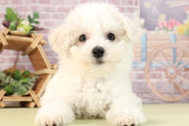 静岡県のビションフリーゼ (Coo&RIKU静岡SBS通り店/2024年2月8日生まれ/女の子/ホワイト)の子犬