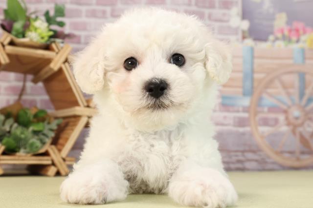 静岡県のビションフリーゼ (Coo&RIKU富士店/2024年2月10日生まれ/男の子/ホワイト)の子犬