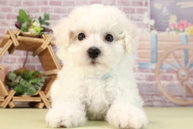 愛知県のビションフリーゼ (Coo&RIKU名古屋滝ノ水店/2024年2月10日生まれ/男の子/ホワイト)の子犬