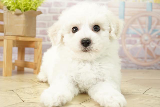 愛知県のビションフリーゼ (Coo&RIKU豊田店/2024年2月10日生まれ/男の子/ホワイト)の子犬