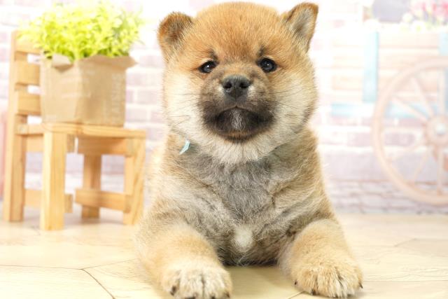 愛知県の柴犬(標準サイズ) (Coo&RIKU東海店/2024年2月10日生まれ/男の子/赤)の子犬
