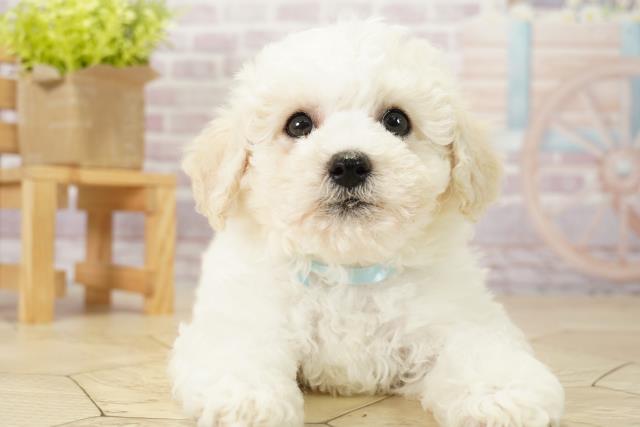 兵庫県のビションフリーゼ (Coo&RIKU伊丹店/2024年2月8日生まれ/男の子/ホワイト)の子犬
