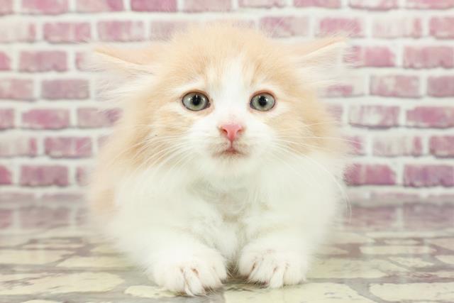 宮城県のノルウェージャンフォレストキャット (Coo&RIKU仙台太白店/2024年2月10日生まれ/男の子/クリームタビーホワイト)の子猫