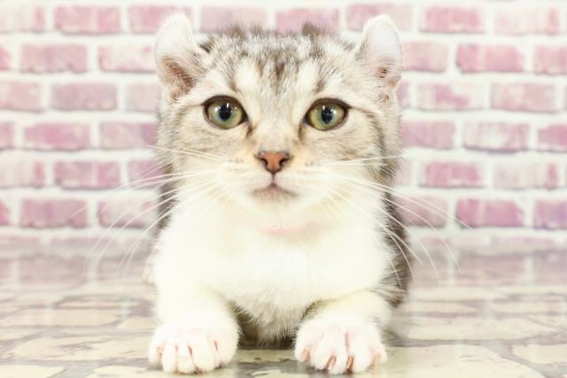 茨城県のアメリカンカール (Coo&RIKUMEGAドン・キホーテ勝田店/2024年1月6日生まれ/女の子/シルバータビーホワイト)の子猫