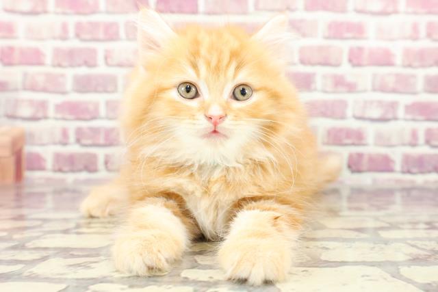 山形県のスコティッシュフォールド (Coo&RIKU山形店/2024年2月11日生まれ/男の子/レッドタビー)の子猫