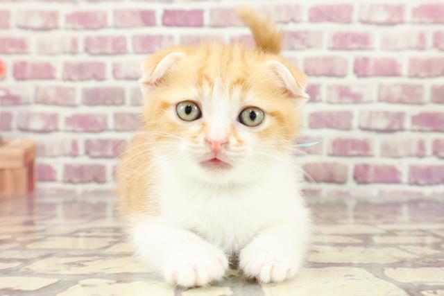 群馬県のスコティッシュフォールド (Coo&RIKUケーヨーデイツー館林店/2024年2月11日生まれ/男の子/レッドタビーホワイト)の子猫