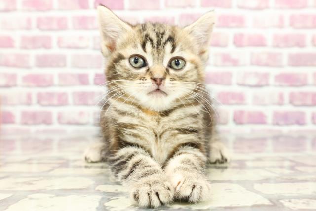 茨城県のスコティッシュフォールド (Coo&RIKUMEGAドン・キホーテ勝田店/2024年2月11日生まれ/女の子/ブラウンタビー)の子猫